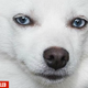 Illustration for article titled Yeah, I'm Canceling Ivanka Trump's Dog